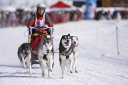 Lenk 2013